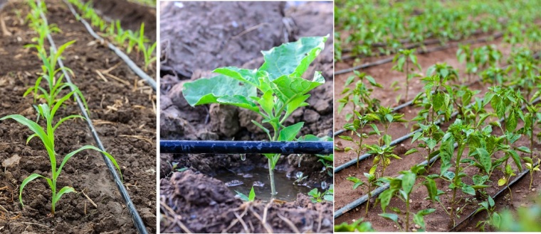 drip_irrigation_автополив.jpg drip_irrigation_автополив.jpg