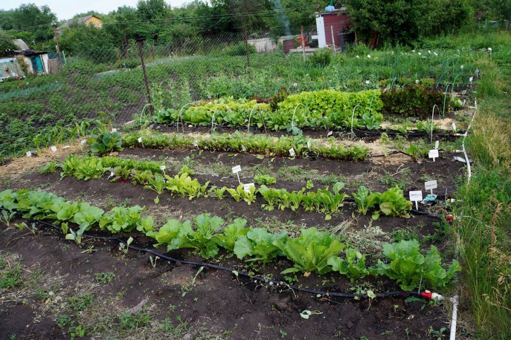 avtopoliv-01.jpg avtopoliv-01.jpg