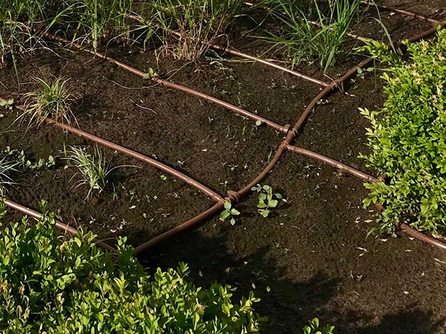 dripirrig.jpg dripirrig.jpg