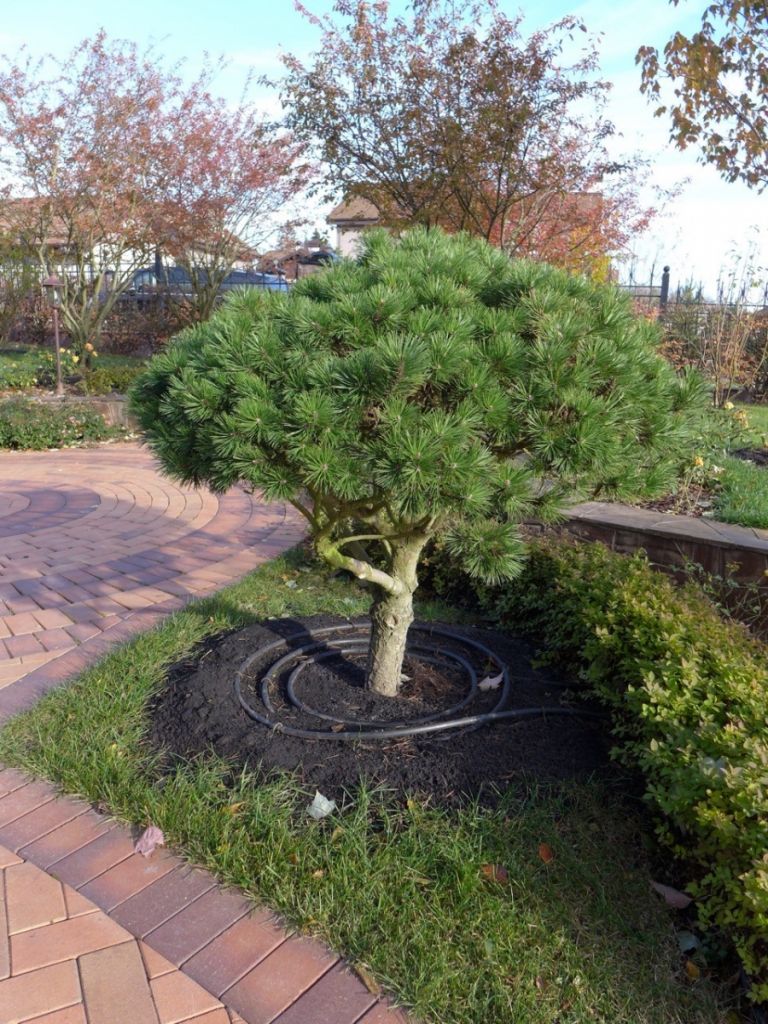 sochashiisya_avtopoliv.jpg sochashiisya_avtopoliv.jpg